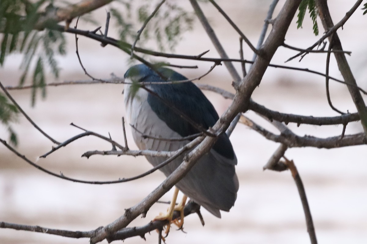 אנפת לילה - ML630657177
