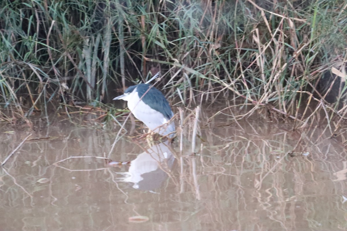 אנפת לילה - ML630657178