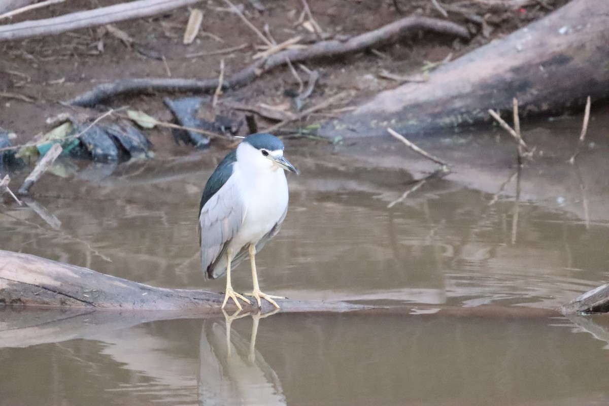 אנפת לילה - ML630657179