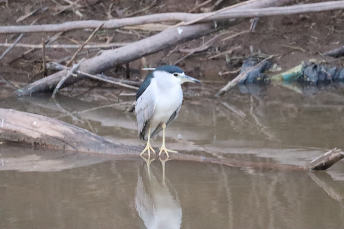 אנפת לילה - ML630657180