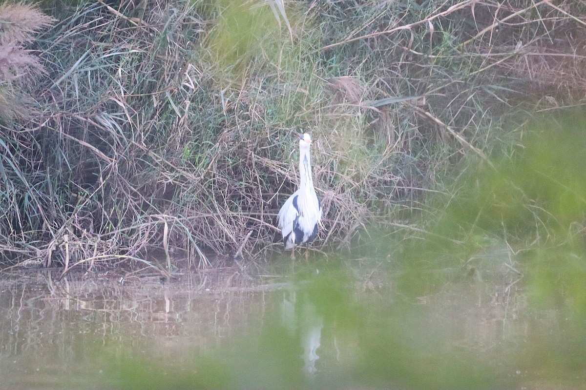 אנפה אפורה - ML630657192