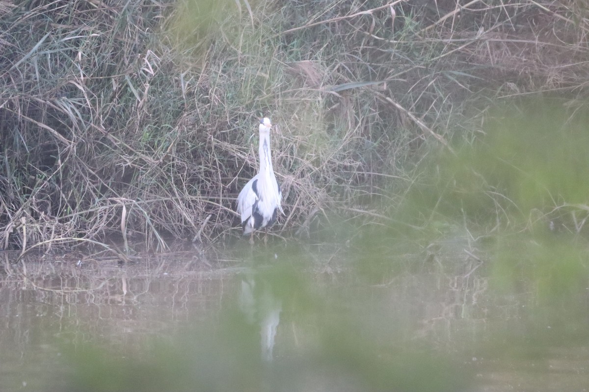 אנפה אפורה - ML630657193