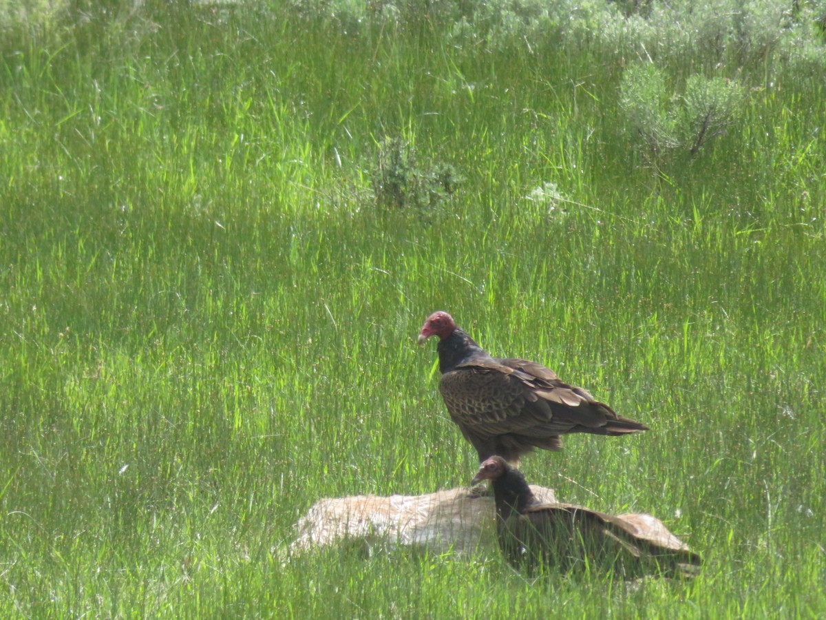 Turkey Vulture - ML630657296