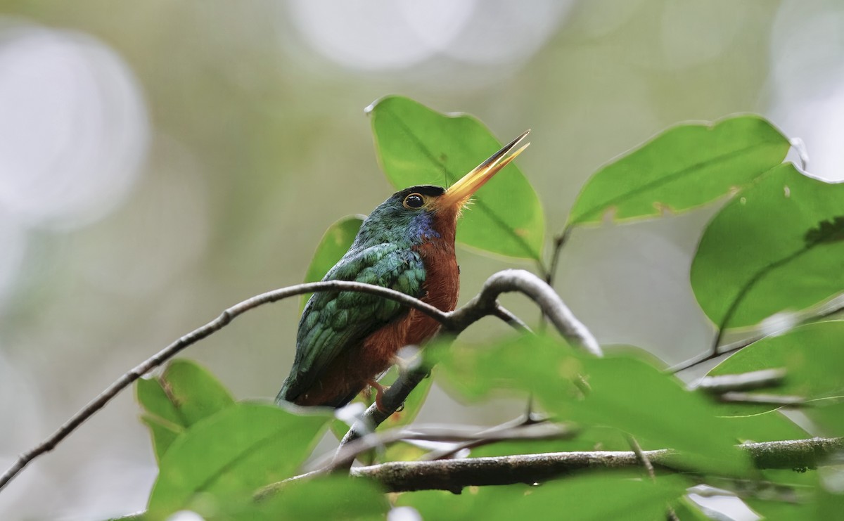 Blue-cheeked Jacamar - ML630657344