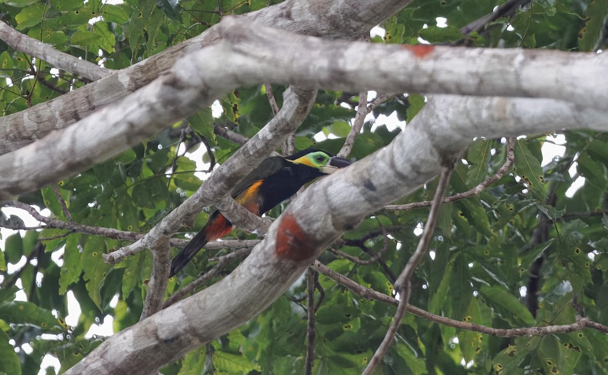 Gould's Toucanet - ML630657350