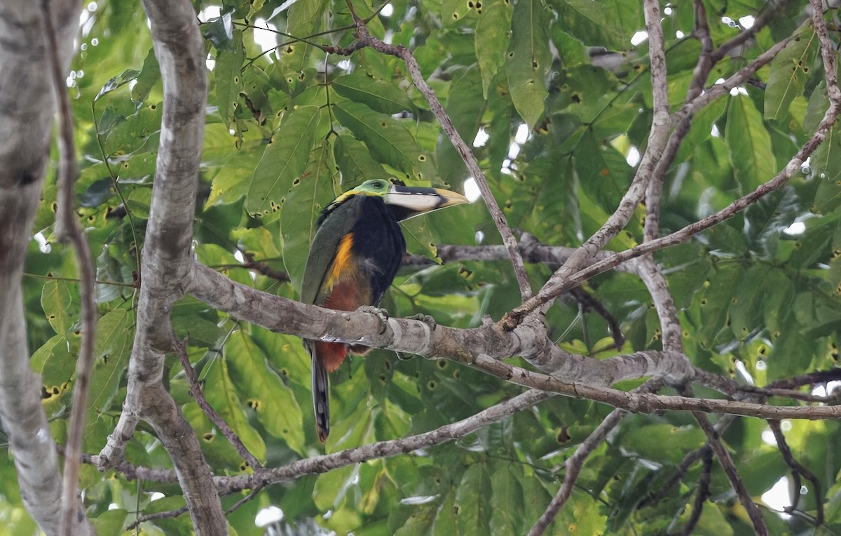 Gould's Toucanet - ML630657351