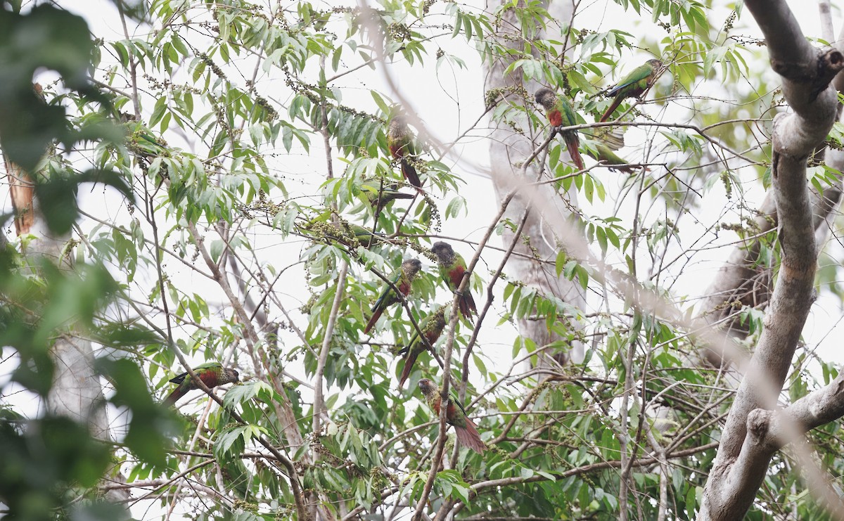 Santarem Parakeet - ML630657360