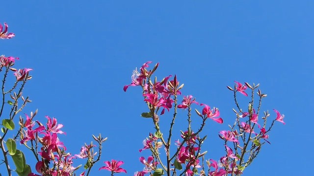 צופית סגולה - ML630657601