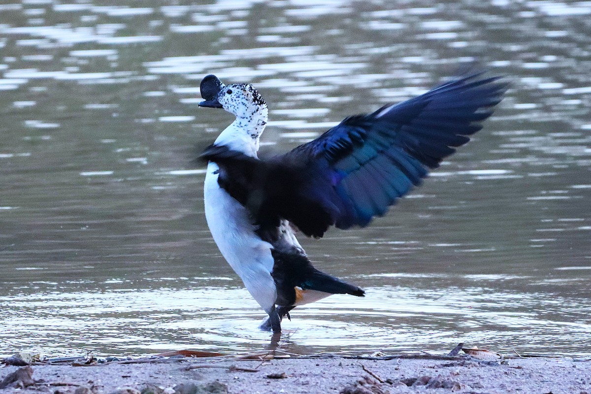 ברווז בלט-מקור - ML630657630