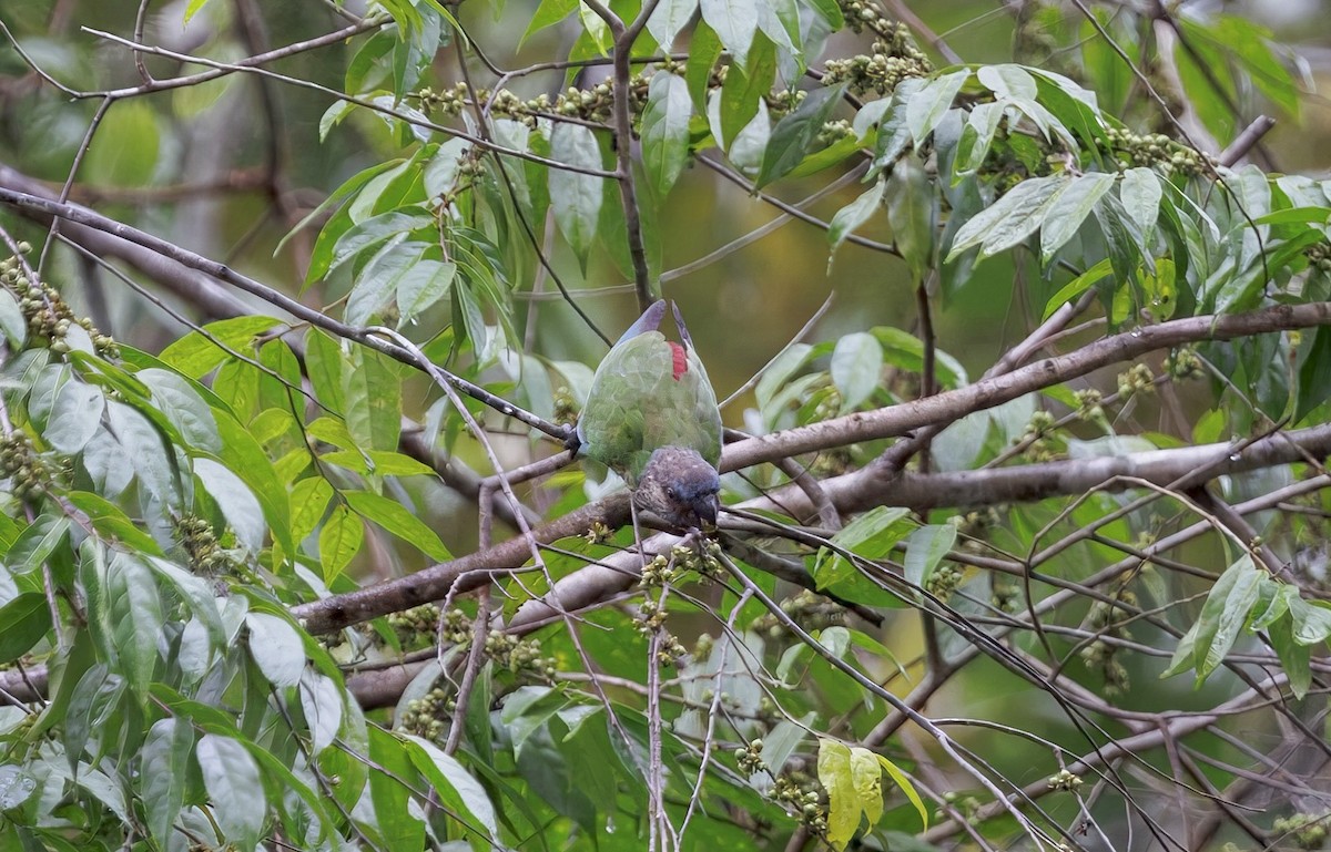 Santarem Parakeet - ML630657683