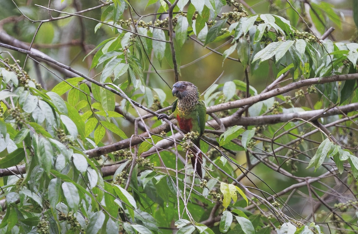 Santarem Parakeet - ML630657684