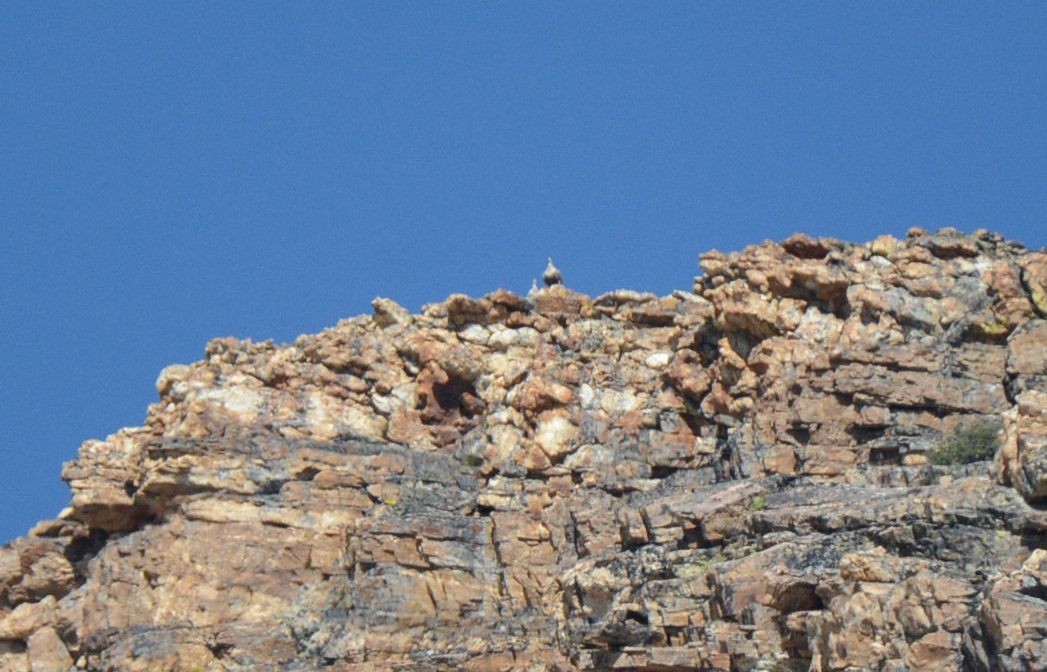 Himalayan Snowcock - ML630657750