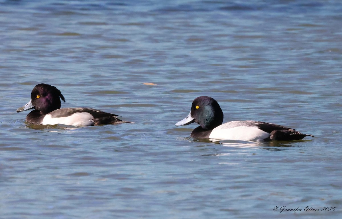 Tufted Duck - ML630657816