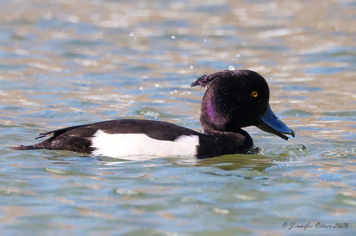 Tufted Duck - ML630657817