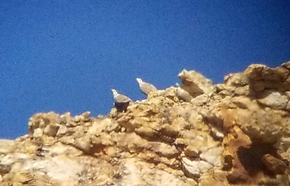 Himalayan Snowcock - ML630657841