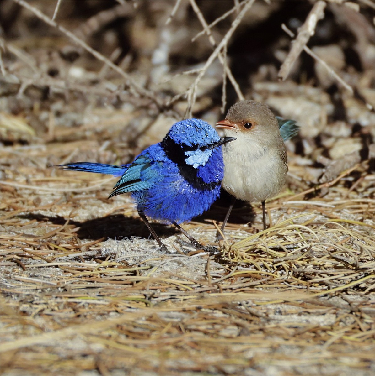 Splendid Fairywren - Kevin McLeod