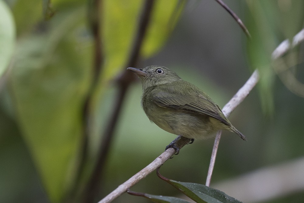 Dwarf Tyrant-Manakin - ML63065801