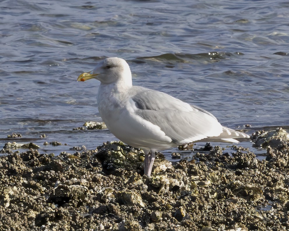 Glaucous-winged Gull - ML630658039