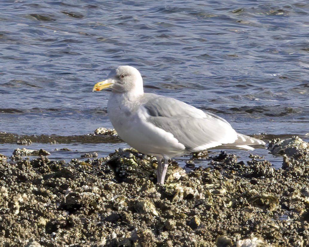 Glaucous-winged Gull - ML630658040