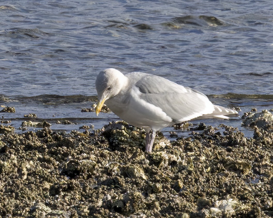 Glaucous-winged Gull - ML630658041