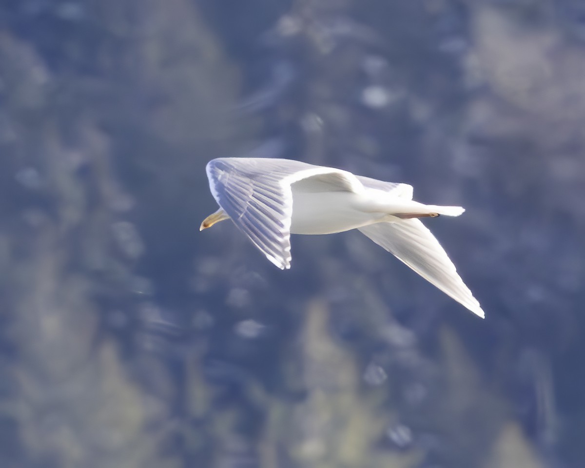 Glaucous-winged Gull - ML630658043