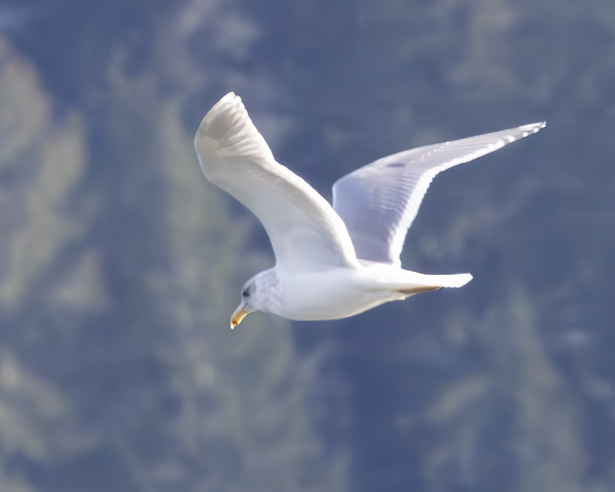 Glaucous-winged Gull - ML630658047