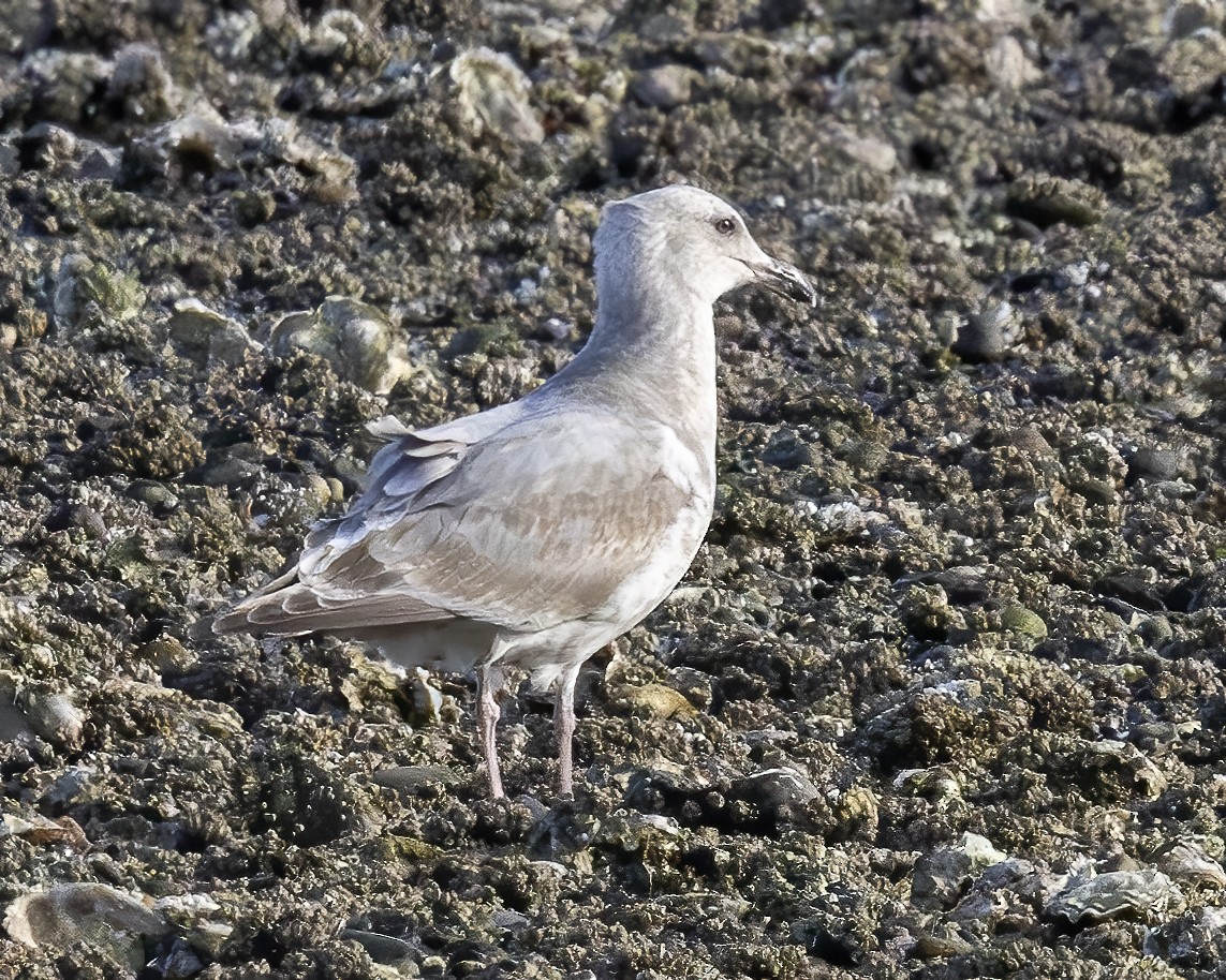 Glaucous-winged Gull - ML630658048