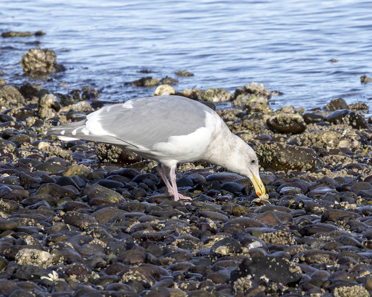 Glaucous-winged Gull - ML630658049