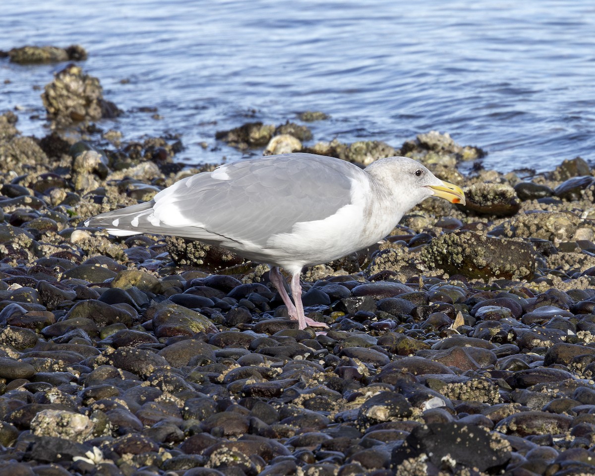 Glaucous-winged Gull - ML630658052
