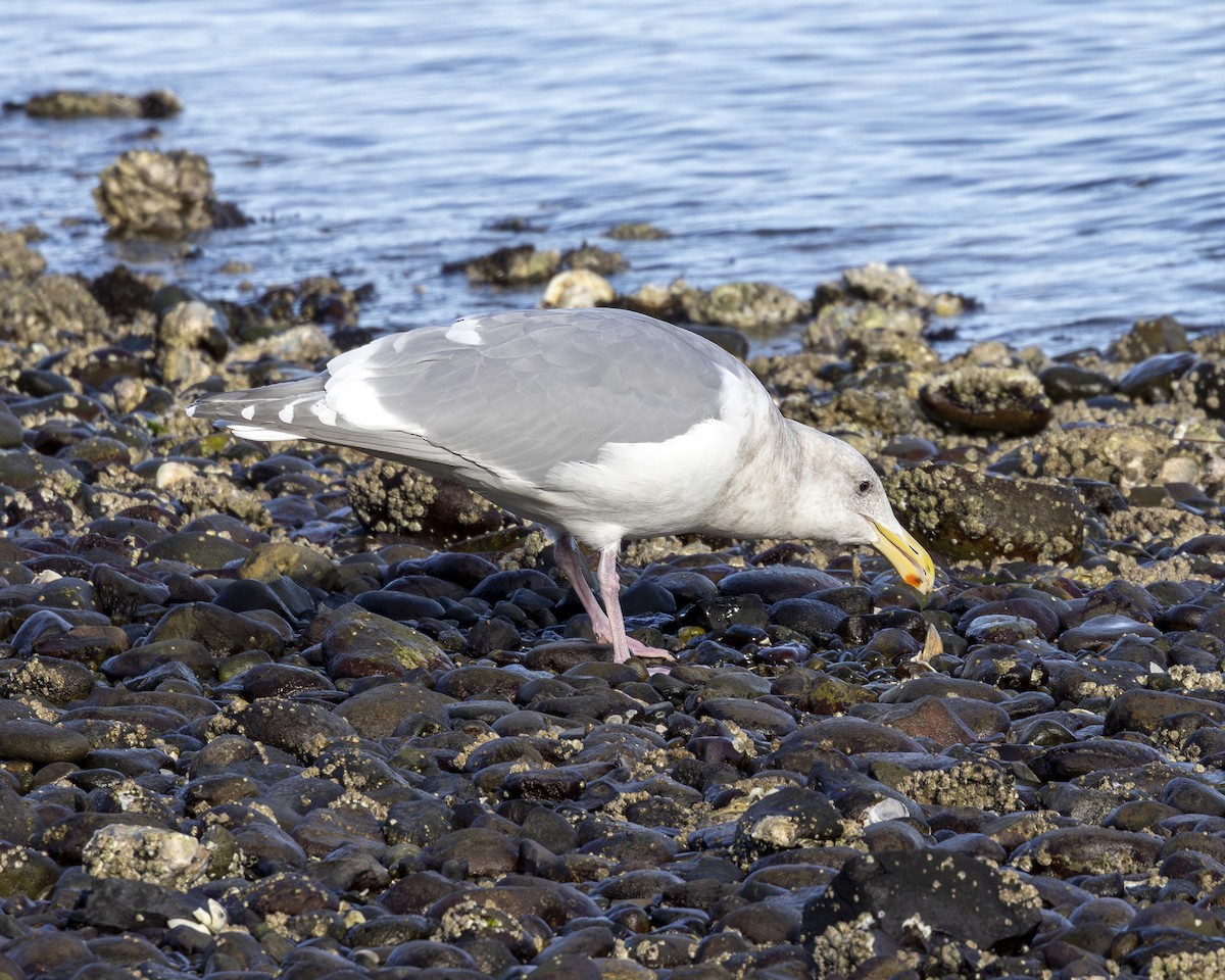 Glaucous-winged Gull - ML630658054