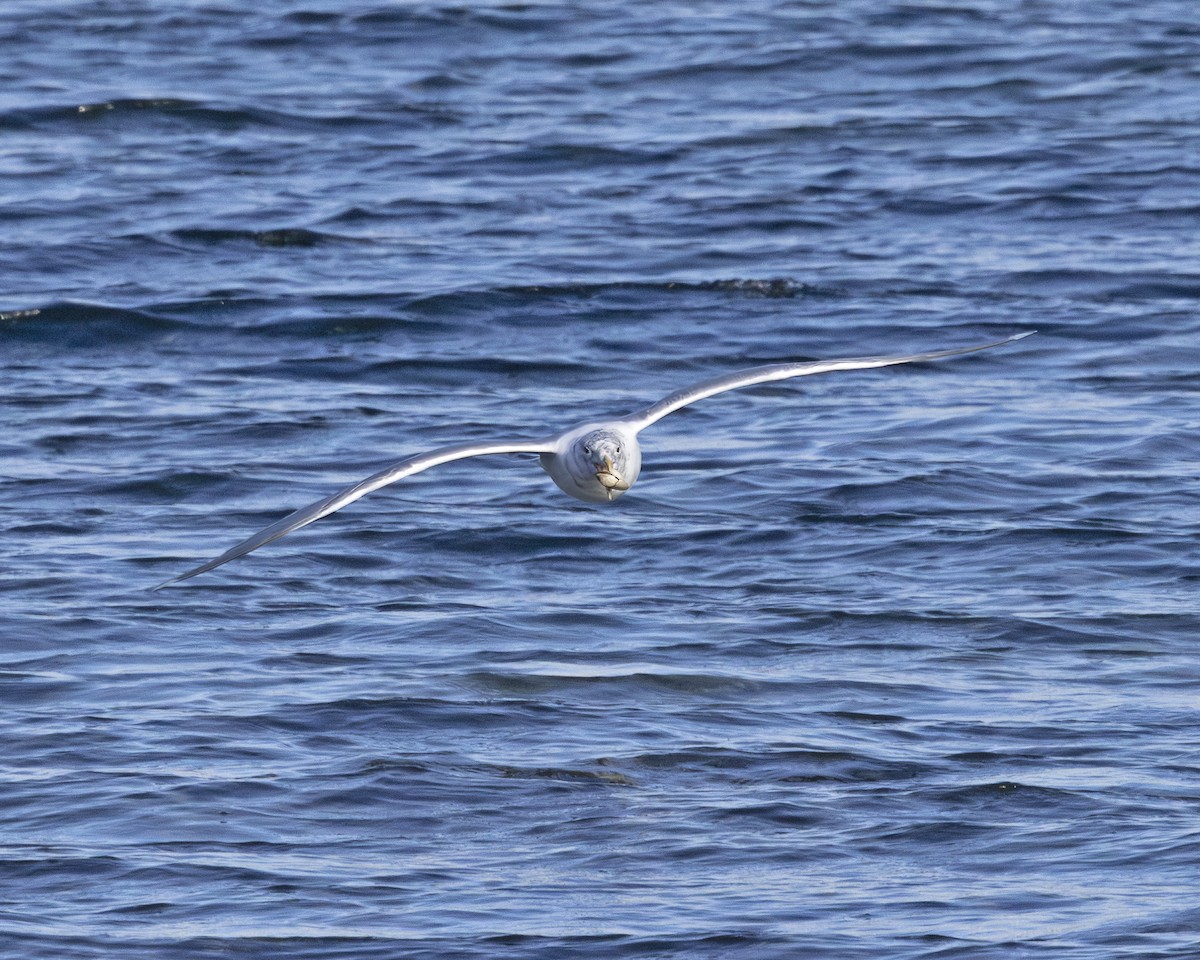 Glaucous-winged Gull - ML630658055