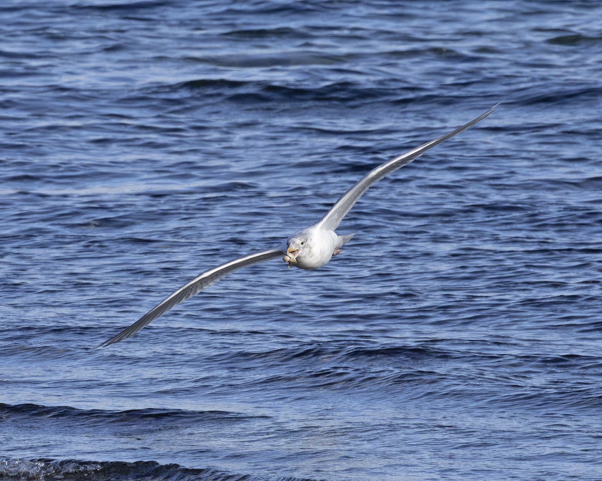 Glaucous-winged Gull - ML630658056