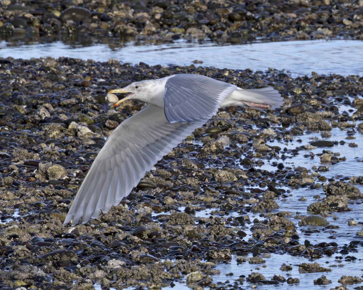 Glaucous-winged Gull - ML630658057