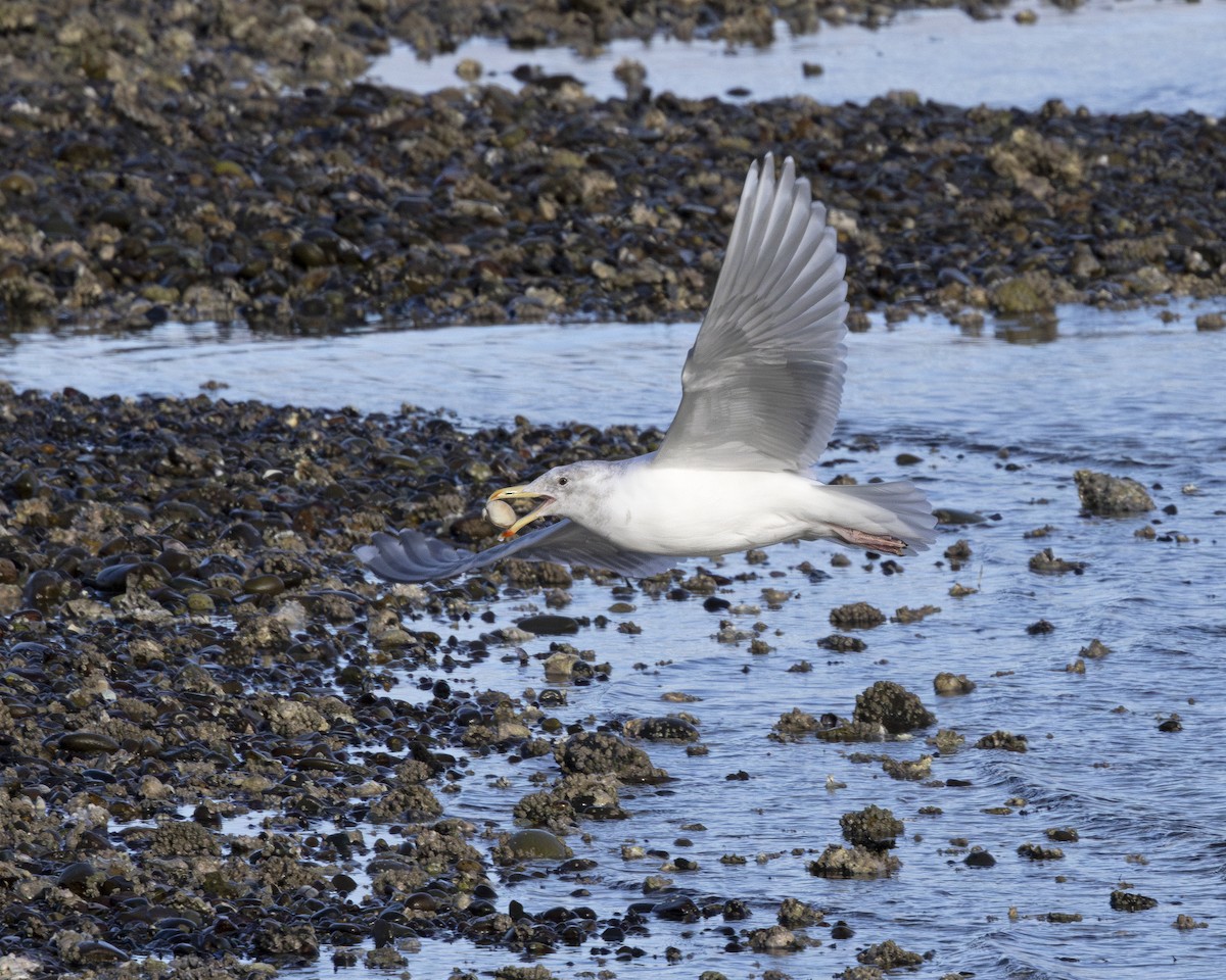 Glaucous-winged Gull - ML630658058