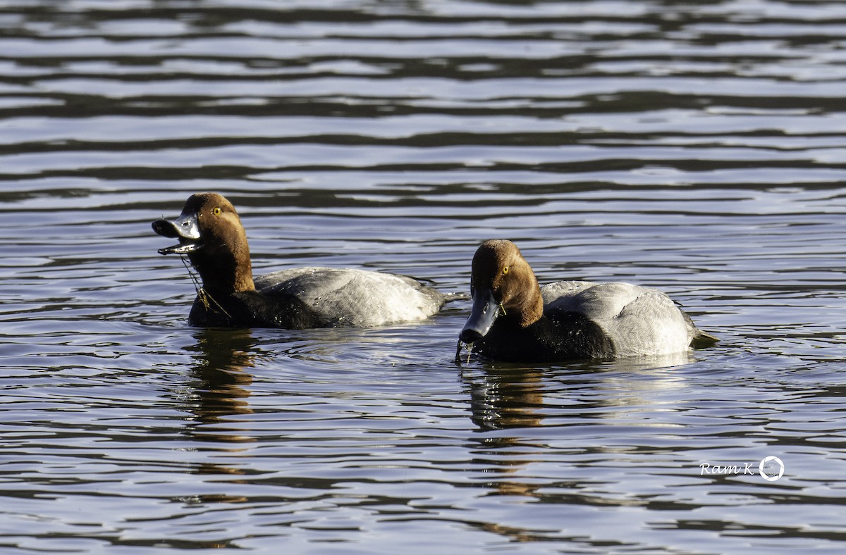 Redhead - ML630658096