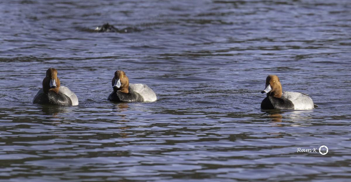 Redhead - ML630658098