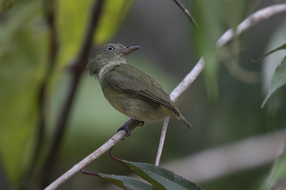 Dwarf Tyrant-Manakin - ML63065811