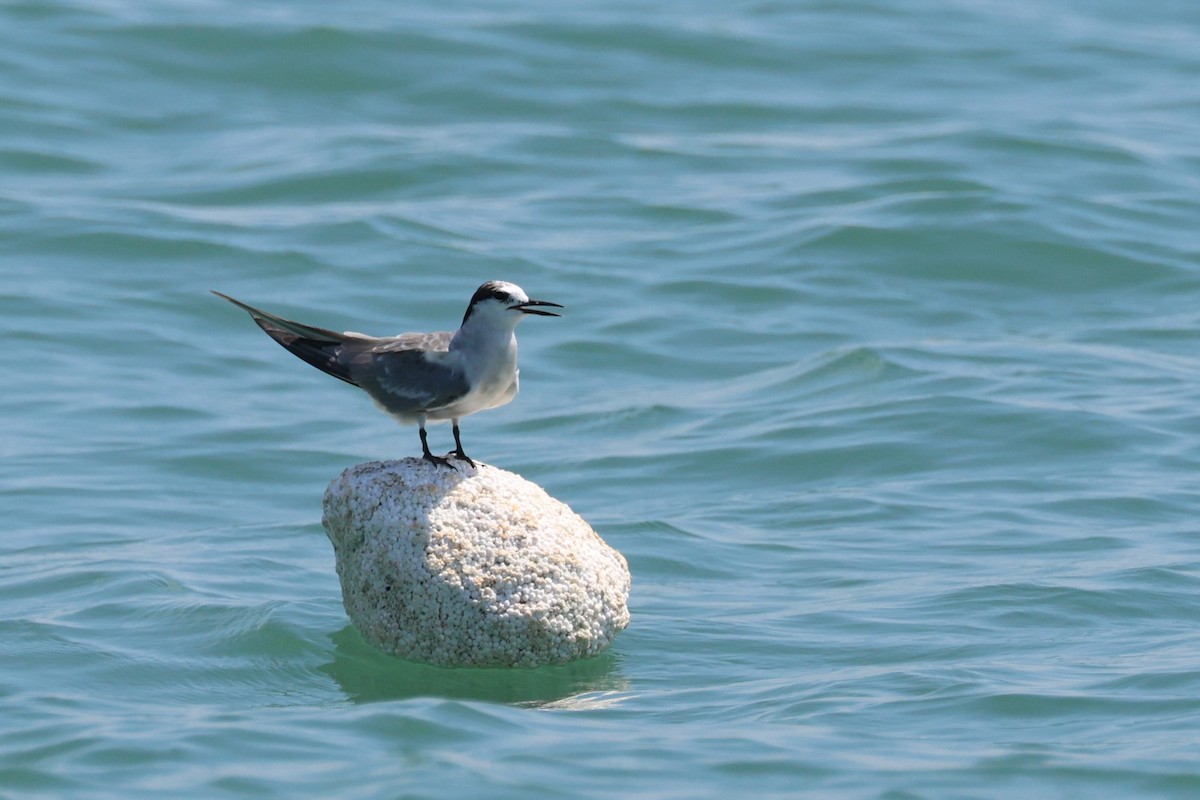 Aleutian Tern - ML630658151