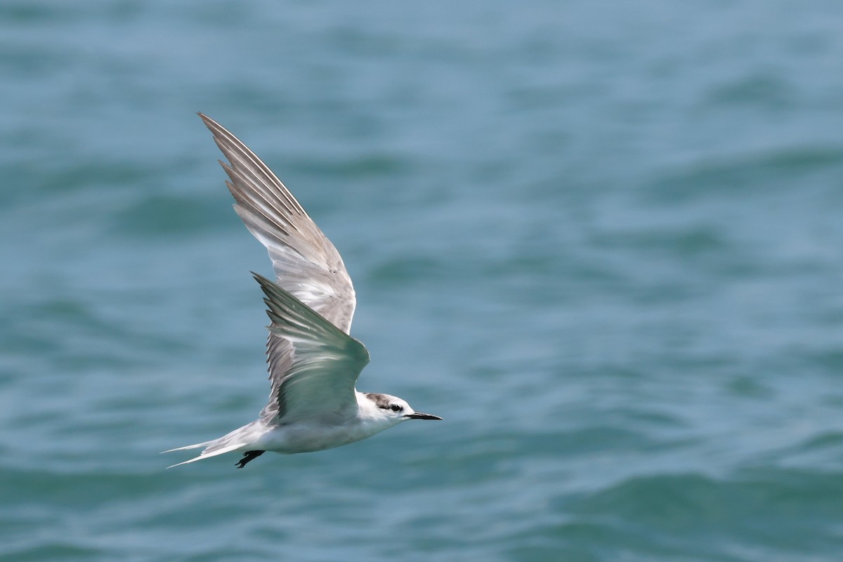 Aleutian Tern - ML630658152