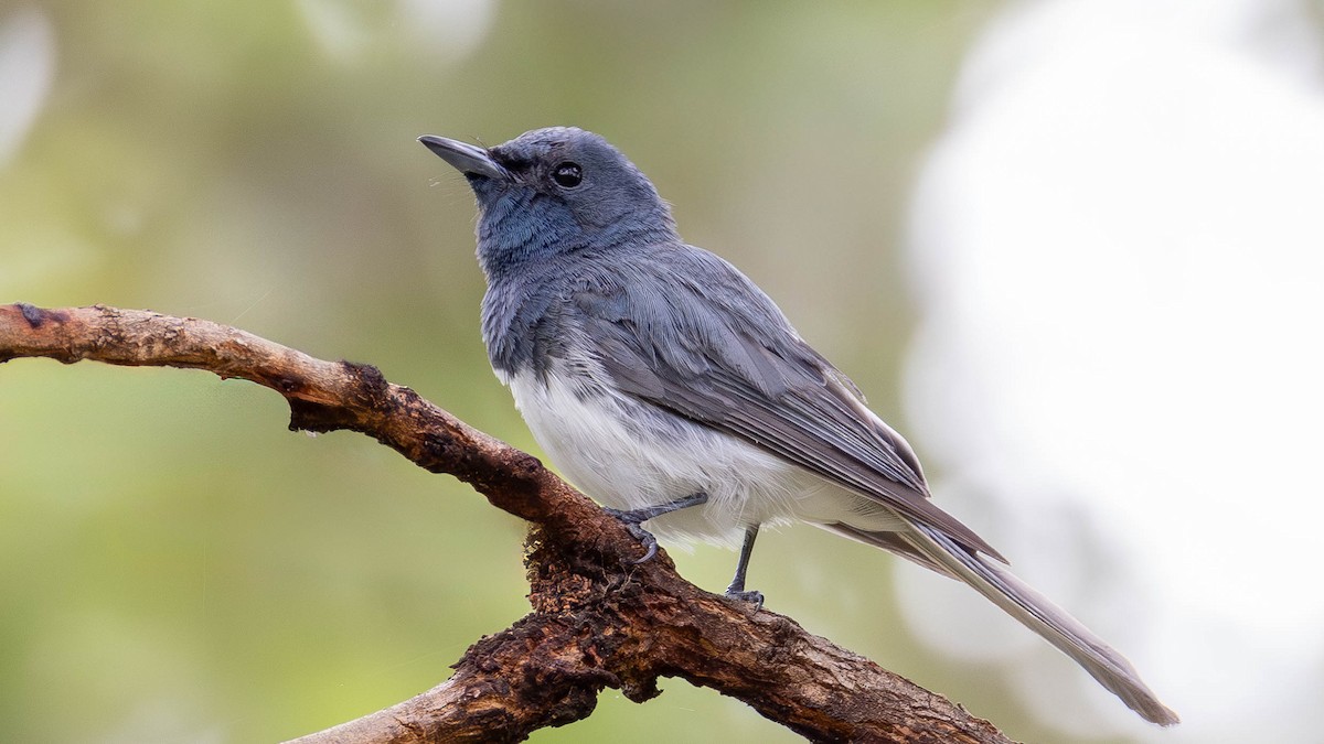 Leaden Flycatcher - Alan Melville