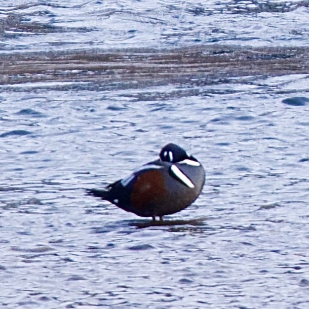 Harlequin Duck - ML630658245