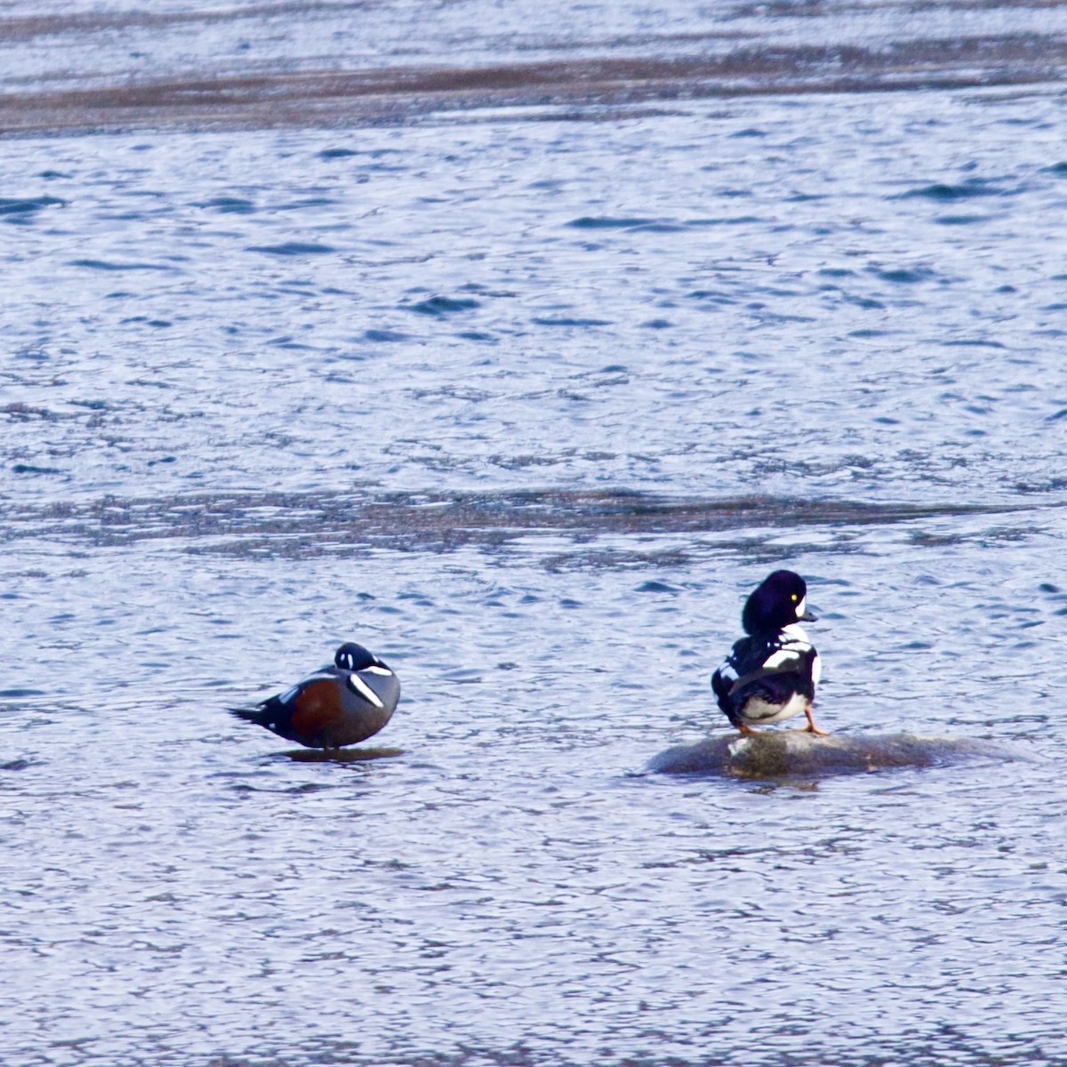 Harlequin Duck - ML630658246