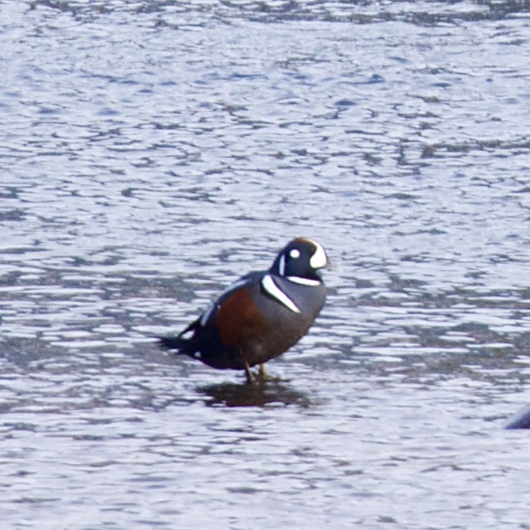 Harlequin Duck - ML630658247