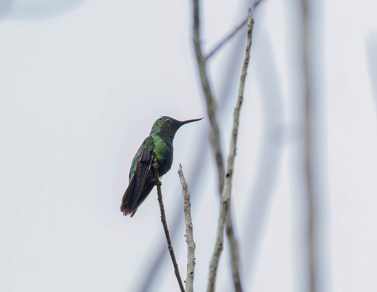 Fiery-tailed Awlbill - ML630658264
