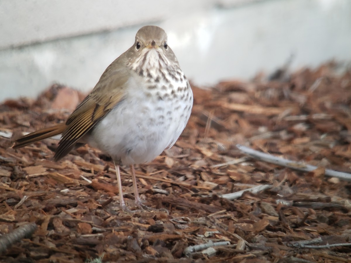 Hermit Thrush - ML630658495