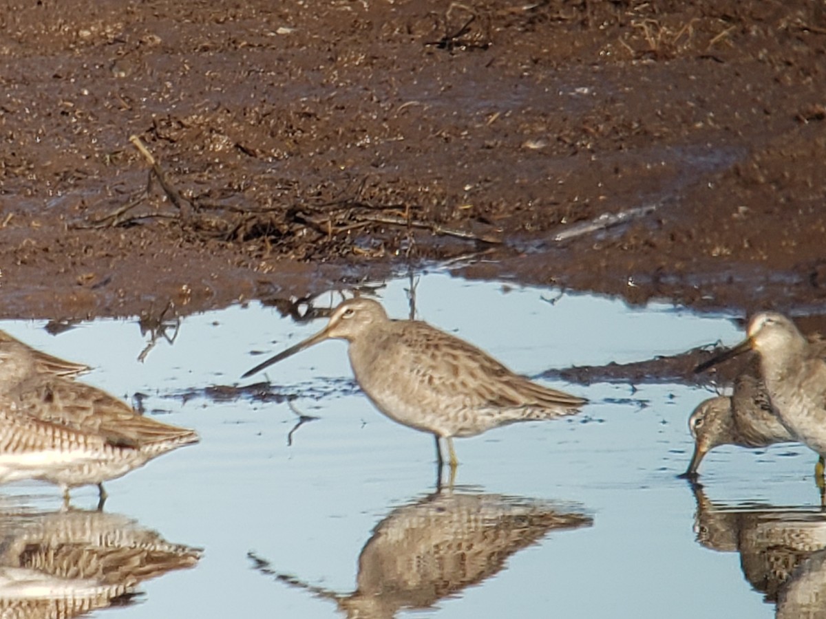 Long-billed Dowitcher - ML630658804