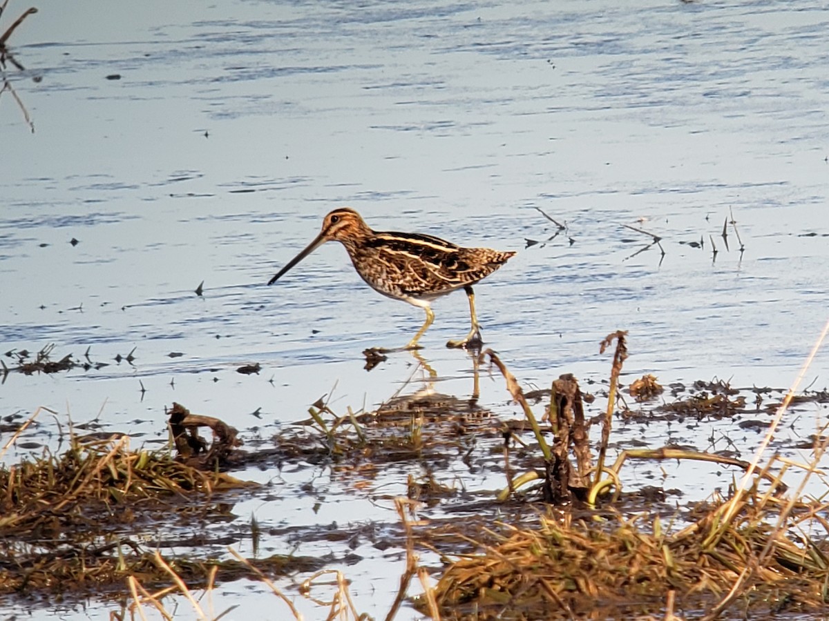 Wilson's Snipe - ML630658819