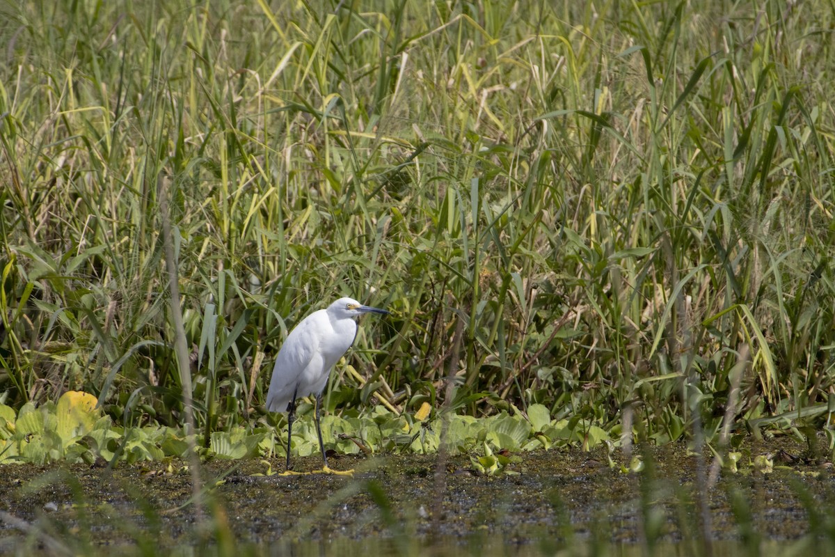 volavka bělostná - ML630658846