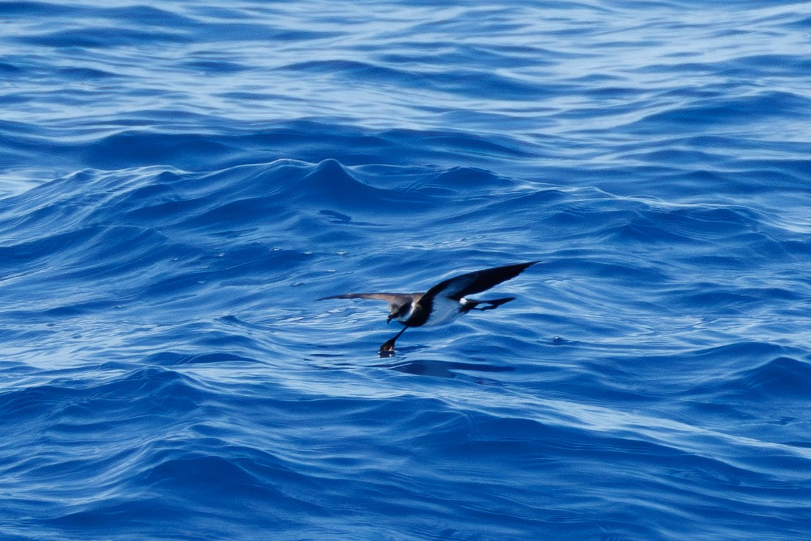 Polynesian Storm-Petrel - ML630658918