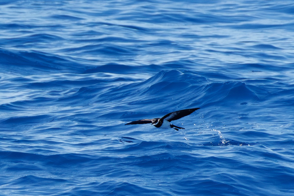 Polynesian Storm-Petrel - ML630658919